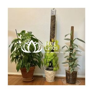 Poteau en fibre de coco écologique et durable, le plus vendu, pour support de plantes robuste - Product Image 1