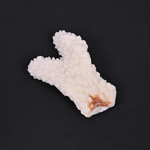Coral blanc naturel, pierre précieuse brute, 108,5 carats, irrégulière, 60x36 mm, pierre brute pour la fabrication de bijoux |   1 pièce - Product Image 2