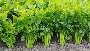 Natural Vietnam Dried Celery Pieces 12oz Stand Up Pouch for Casseroles <b>Sauces</b> Vegetable Blends and Soup Bases - Product Image 6