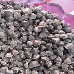 Semillas Grandes de Moringa - Product Image 1