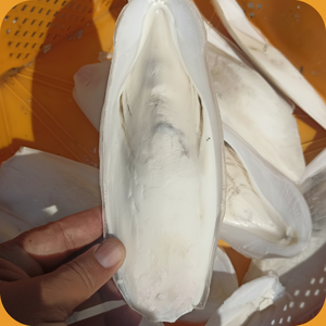 Os de Seiche Naturel 100% Séché au Soleil pour Oiseaux – Os de Calamar de Qualité Supérieure du VIETNAM - Product Image 4