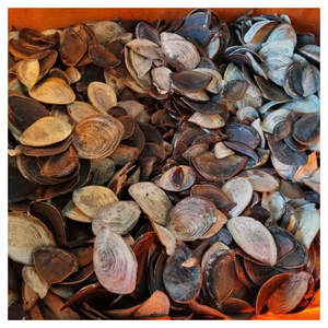 Coquilles d'opercules naturelles pour remplissages décoratifs, artisanat fait main et projets de design créatif - Product Image 5