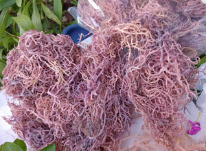 Precio Directo de Fábrica Musgo Marino Morado Seco al por Mayor y Algas Marinas Secas Premium de Eucheuma Cottonii - Product Image 5