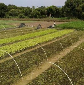 High Tensile UV Resistance Pultruded FRP Fiberglass for Grape Trellis Small Greenhouse Shed - Product Image 3