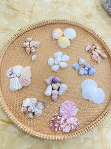 Bulk Packaged Natural Shells Beach Cottage Interior Styling Accent <b>Accessories</b> Fast Delivery Graduation Thanksgiving Waterproof - Product Image 6
