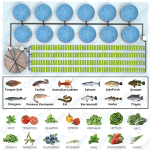 Système aquaponique Cowater pour l'élevage de tilapias en intérieur, la culture de la <span class=keywords><strong>laitue</strong></span>, l'élevage de poissons en intérieur et la culture de légumes - Product Image 6