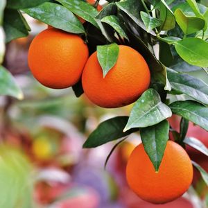 Naranjas, mandarinas y tangerinas frescas de alta calidad a precio de fábrica en venta |   Cítricos de Primera Calidad a Bajos Precios Austria - Product Image 3
