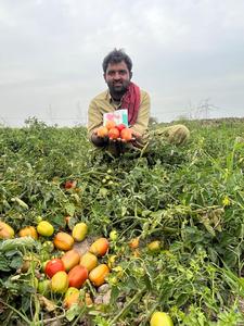 Graines hybrides de tomate ROKO F1 - Product Image 2