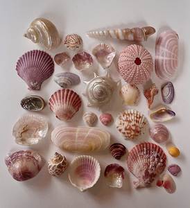 Natural Eco-Friendly Seashell Collection Mixed Shapes Colors Raw Shell DIY Home Decoration Nature Theme Craft Supply - Product Image 1