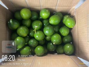 ผู้ส่งออกมะนาวไร้เมล็ดจากเวียดนาม – ผลไม้รสเปรี้ยวสดใหม่พร้อมการจัดหาที่เชื่อถือได้ตลอดทั้งปี - Product Image 5