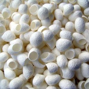 Cocon de soie blanc coupé et nettoyé pour l'exfoliation du visage, soin de la peau, qualité supérieure provenant de fermes vietnamiennes, prix abordable - Product Image 4