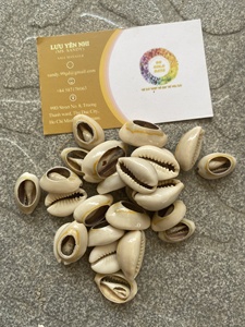 Concha de Fusinus Colus de Vietnam para Artesanías con Conchas Marinas, Pulida por Fuera y por Dentro, Lista para Enviar 99GD - Product Image 6