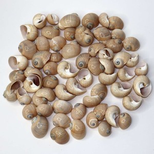 Coquillages décoratifs de qualité supérieure, coquillages naturels de l'océan, très demandés, pour la création de bijoux et d'accessoires. - Product Image 3