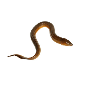 Filet de morue congelé de qualité supérieure, fraîchement pêché, bien traité, bien approvisionné, testé et de qualité premium, à vendre - Product Image 3