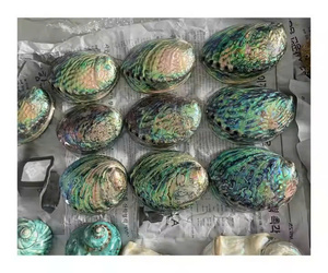 Concha de Abulón Natural de Vietnam de Primera Calidad, Material Decorativo para Incrustaciones en Joyería, Producción de Artesanías, Decoración de Hogar Costero - Product Image 1