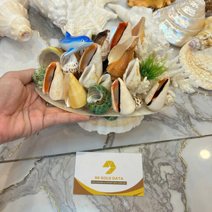 Vietnam Factory Natural Sea Shell for Aquarium Decoration Small Shell Fish Tank Decor Bulk Manufacturer Export - Product Image 1