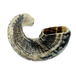Shofar de Cuerno de Carnero Natural Religioso de Alta Calidad de 20 Pulgadas con Piel Natural |   El Mejor Shofar Hecho a Mano con Cuerno de Carnero para Principiantes - Product Image 5