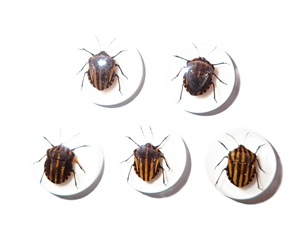 Especímen real de insecto con rayas, cabujón de plástico redondo de 19x19 mm con base plana blanca para manualidades y fabricación de joyas - Product Image 3
