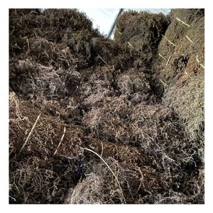 Food Grade Jelly Grass Leaves Dried Black Grass Jelly Raw Material Natural Ingredient for Dessert and Beverage <b>Makers</b> <b>Tea</b> - Product Image 5