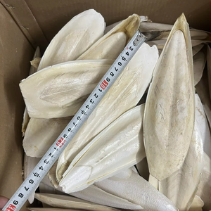 ผู้ผลิตและจำหน่ายกระดูกปลาหมึกตากแห้ง ขนาด 3-9 ซม. กระดูกปลาหมึกตัดแต่งเรียบร้อย บรรจุภัณฑ์แบบขายส่ง แคลเซียมสูง สำหรับนกแก้วและสัตว์เลี้ยงขนาดเล็ก 14.2 - Product Image 1