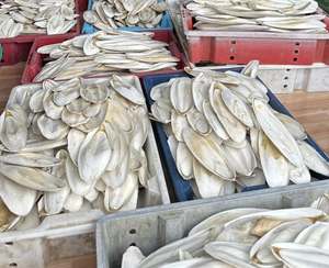 Seiche entière séchée 20-40cm 0.5-2kg Qualité supérieure Riche en protéines Produit de la mer Emballage en sac en vrac Origine Vietnam Ba Ria-Vung Tau Durée de conservation 2 ans - Product Image 5