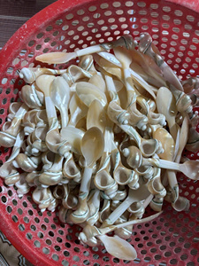 Vintage Seashell Teaspoons With Long Handles Mirror Polish Dishwasher Safe For Wedding Use - Product Image 6