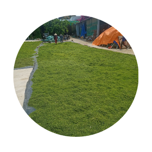 TOP DES EXPORTATIONS D'ULVA LACTUCA EN POUDRE DU FOURNISSEUR DU VIET NAM EN GROS À PRIX ABORDOBLE - Product Image 6