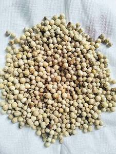 พริกไทยขาวอินเดียเมล็ดเต็ม ฤดูกาลใหม่ คุณภาพสูง สำหรับส่งออก กลิ่นหอมธรรมชาติ อายุการเก็บรักษา 24 เดือน FitTree - Product Image 4