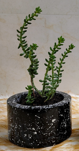 Pot de fleurs rond noir en bois, finition émaillée, classique, pour bureau, sol ou jardin - Product Image 5