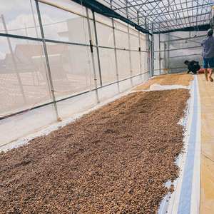 40 kg de Granos de Café Verde Arábica Catimor de Vietnam, Proceso Natural, Talla 16, Grado Especial - Product Image 4