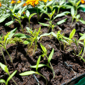 Mejores Ofertas de Polvo de Estiércol de Vaca Seco a Granel, 100% Natural, Orgánico, Residuos Agrícolas Exportados por Proveedor Indio para la Venta - Product Image 1