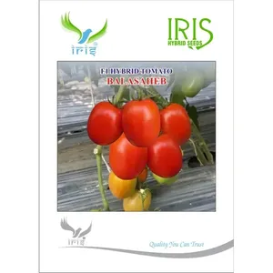 Graines de tomates cerises hybrides Iris <span class=keywords><strong>F1</strong></span>, variété Balasaheb - Excellente tenue des fruits, maturité précoce, tomates fraîches - Product Image 1