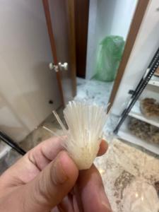 Natural White Mesolite <b>Cluster</b> | Decorative Mineral for Home & Office Decor - Product Image 1