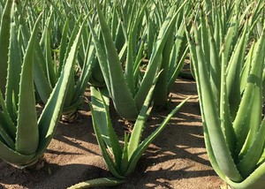 Rodajas de Aloe Vera Orgánico Congeladas de Alta Calidad al Mejor Precio para Deliciosas Hojas de Aloe Vera Orgánico Listas para Exportación a Granel desde Vietnam - Product Image 1