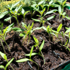 Poudre de vermicompost de fumier de vache biologique séché naturellement, engrais bio pour plantes - Product Image 1