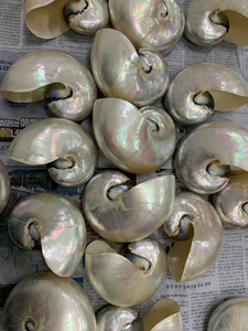 Anillo decorativo vietnamita para servilletas, soporte para servilletas con diseño de caracol y concha marina para cenas festivas y cocinas domésticas. - Product Image 5