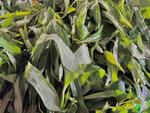 Hojas de Yuca Congeladas de Vietnam, Hoja de Tapioca IQF de Alta Calidad para Cocinar y Procesar Alimentos - Sra. Tarina - Product Image 3