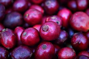 Café en Grano Tostado DALAKON Robusta de Grado Premium, Tipo de Tueste Intenso, Sabor Amargo, Procesado con Miel, de Vietnam - Product Image 5