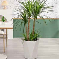 GT05 Grand pot auto-arrosant sans BPA avec indicateur de niveau d'eau, pot de fleurs rond en plastique pour jardin intérieur et extérieur
