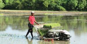 Trasplantadora de Arroz Yanman de 4 Filas con Palanca de Ajuste de Profundidad de Plantación, Origen India - Product Image 2