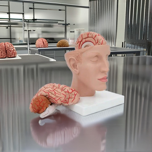 Cabeza Humana y Partes del Cerebro para la Educación en Anatomía Biológica - Product Image 3