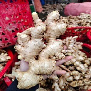 PREMIUM DRIED GINGER WHOLE WITH LOW MOISTURE / NO MOULD SPICE ROOT - Product Image 4