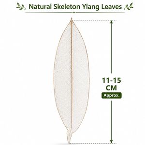 AQUA VRIKSHA Natural Skeleton Ylang Leaves for Crafts,Decoration | 11-15 CM | Pack of 15 - Product Image 6
