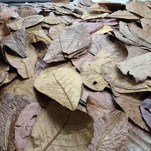 Betta Poisson Crevettes Indien Amande Séchées Terminalia Catappa Feuilles En Vrac En Gros Aquarium Accessoires Feuilles Saines Pour Poisson - Product Image 4