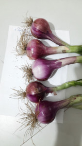 FB-1153 Graines d'<span class=keywords><strong>oignon</strong></span> rouge foncé biologique non-OGM, pollinées naturellement, bulbes frais Farmson Biotech - Product Image 5