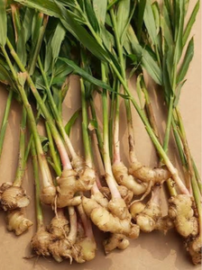 VIET DELTA CORPORATION VIETNAM <b>FRESH</b> GINGER-5-10kg 6 MONTHS SHELF LIFE PURE QUALITY OEM PACKAGING & FAST SHIPPING - Product Image 2