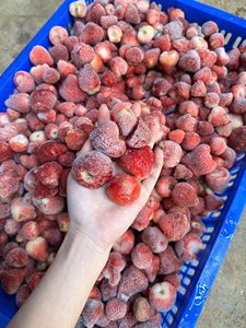 Oferta Especial: Fresas Congeladas IQF Naturales, Suministro Directo de Fábrica al por Mayor para Procesamiento de Alimentos, Smoothies, Helados y Mermeladas - Sra. Grace - Product Image 5
