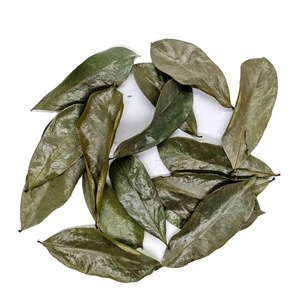 Feuilles de corossol séchées au soleil naturel du Vietnam, sélection botanique premium, soigneusement traitées, propres, aromatiques, conformes aux normes d'exportation - Product Image 1