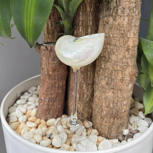 แก้วไวน์เปลือกหอย แก้วเปลือกหอยตกแต่งจากเวียดนาม เหมาะสำหรับบ้าน ร้านอาหาร หรือโรงแรม - Product Image 1