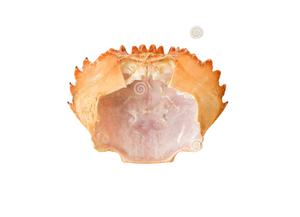 Mejor calidad, agricultura Natural, proteína Mineral alta, alimentación Animal, Grado A, Concha suave, cangrejo - Product Image 3